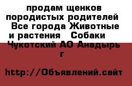 продам щенков породистых родителей - Все города Животные и растения » Собаки   . Чукотский АО,Анадырь г.